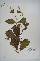 藏品(紫莖牛膝、台灣牛膝)的圖片