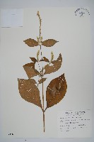 藏品(紫莖牛膝、台灣牛膝)的圖片