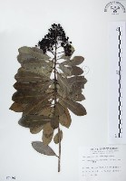 藏品(七里香、台灣海桐)的圖片