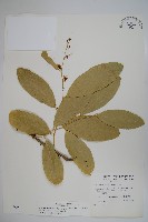 藏品(小刺山柑)的圖片