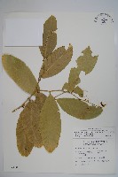 藏品(小刺山柑)的圖片