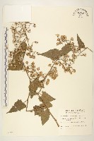 藏品(蔓黃菀)的圖片