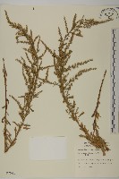 藏品(牡蒿)的圖片