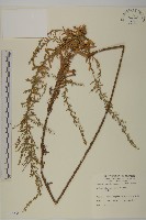 藏品(牡蒿)的圖片