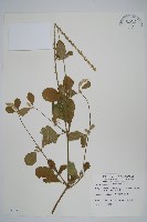 藏品(印度牛膝、土牛藤)的圖片