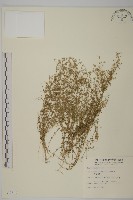 藏品(無心菜、鵝不食草)的圖片