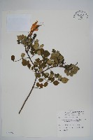 藏品(南非凌霄花、得克馬樹)的圖片