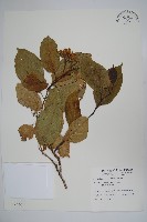 藏品(恆春厚殼樹)的圖片