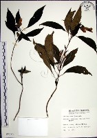 藏品(角桐草、台灣半蒴苣苔)的圖片