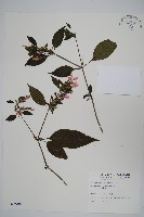 藏品(六角英, 槍刀菜)的圖片