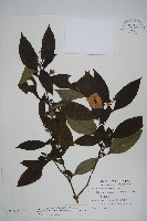 藏品(臺灣馬藍)的圖片