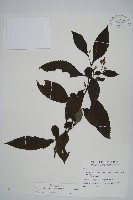 藏品(臺灣馬藍)的圖片