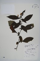 藏品(臺灣馬藍)的圖片