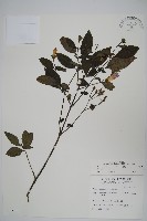 藏品(臺灣馬藍)的圖片