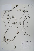 藏品(翅柄馬藍)的圖片