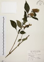 藏品(臺灣鱗球花)的圖片