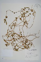 藏品(早田氏爵床)的圖片