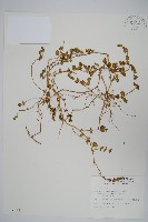 藏品(早田氏爵床)的圖片