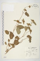 藏品(長梗毛娥房藤)的圖片