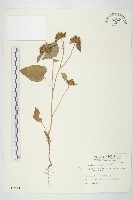 藏品(長梗毛娥房藤)的圖片