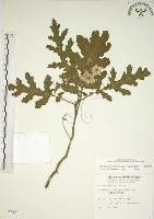 藏品(擬刺茄、蒜介茄)的圖片