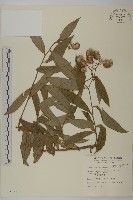 藏品(大頭艾納香)的圖片