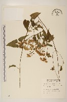 藏品(蔓澤蘭)的圖片