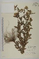 藏品(日本假蓬)的圖片