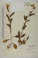 藏品(日本假蓬)的圖片