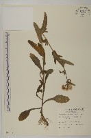 藏品(日本假蓬)的圖片