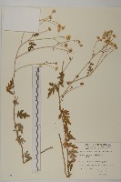 藏品(油菊)的圖片