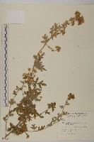 藏品(阿里山油菊)的圖片