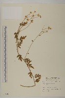 藏品(油菊)的圖片