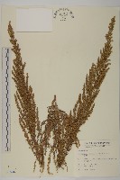 藏品(小艾、矮蒿)的圖片