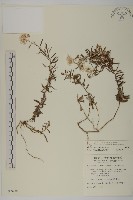 藏品(玉山抱莖籟簫)的圖片