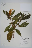 藏品(黃苞小蝦花)的圖片