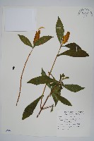 藏品(黃苞小蝦花)的圖片