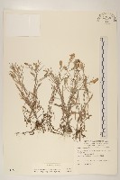 藏品(直莖鼠麴草)的圖片