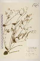 藏品(小米菊)的圖片