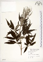 藏品(黃荊)的圖片