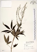 藏品(黃荊)的圖片