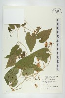 藏品(斑花青牛膽)的圖片