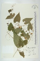 藏品(斑花青牛膽)的圖片