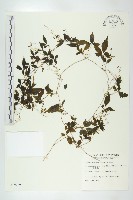 藏品(絞股藍)的圖片