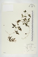 藏品(絞股藍)的圖片