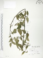 藏品(小構樹)的圖片