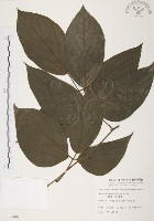 藏品(血藤、青山籠)的圖片