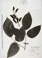 藏品(血藤、青山籠)的圖片