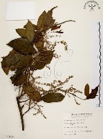 藏品(鼠刺)的圖片