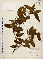 藏品(鼠刺)的圖片